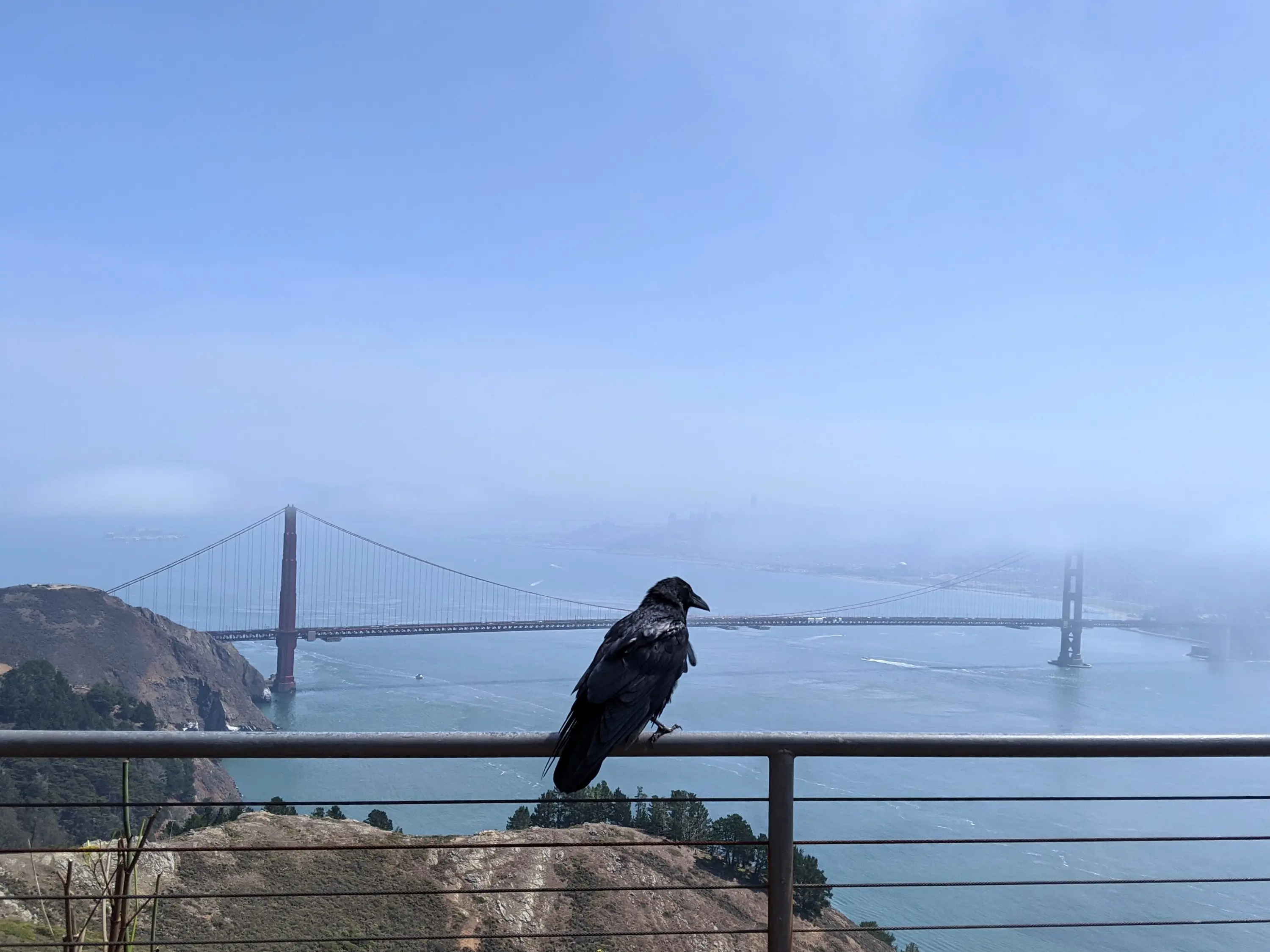 bridge bird