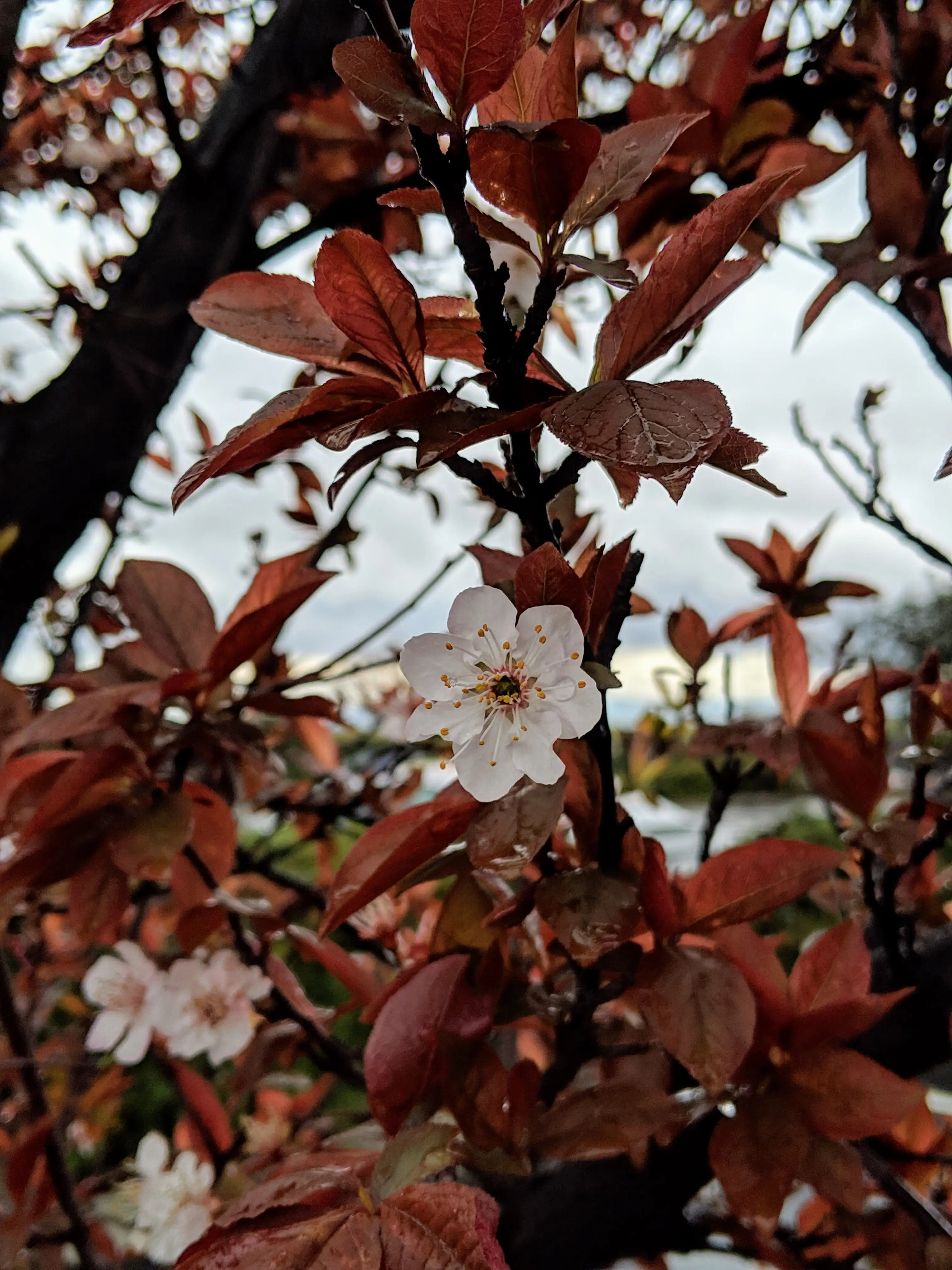 flowers1