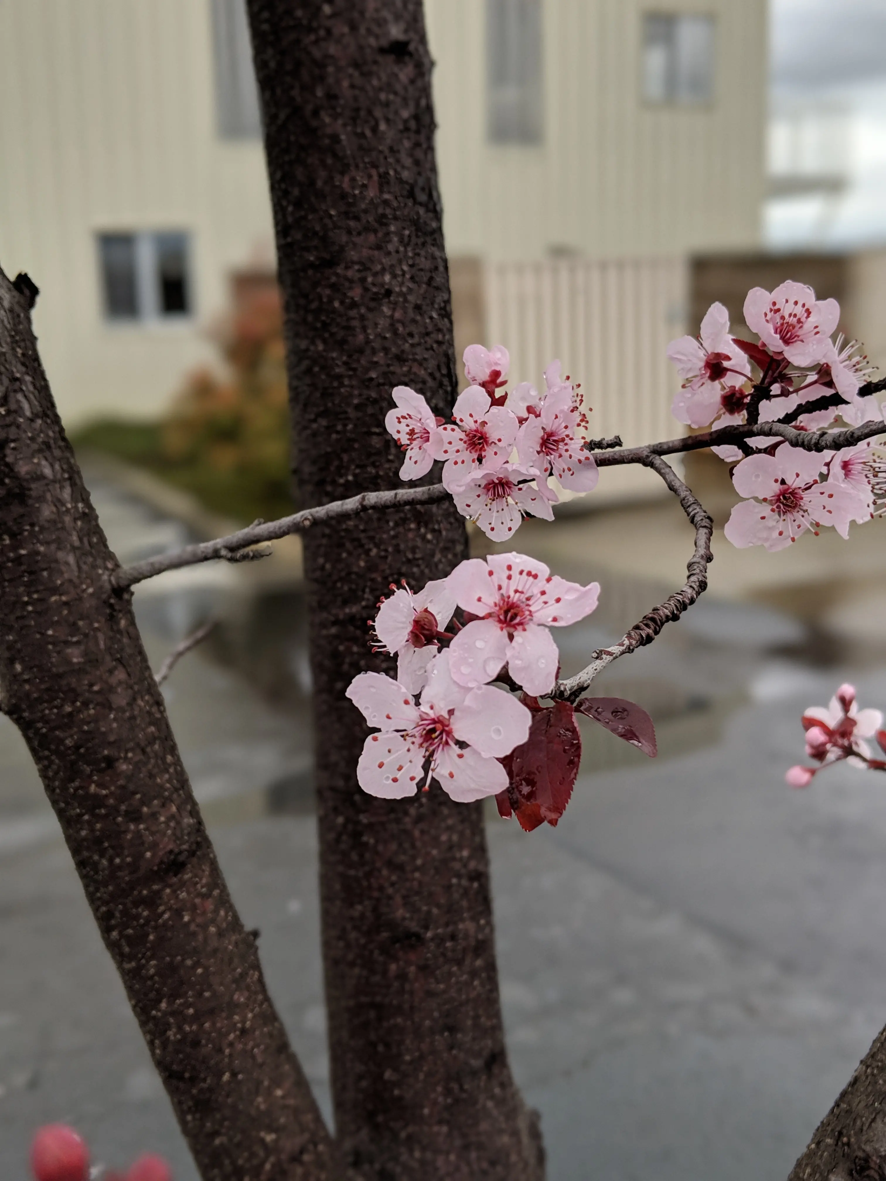 flowers2