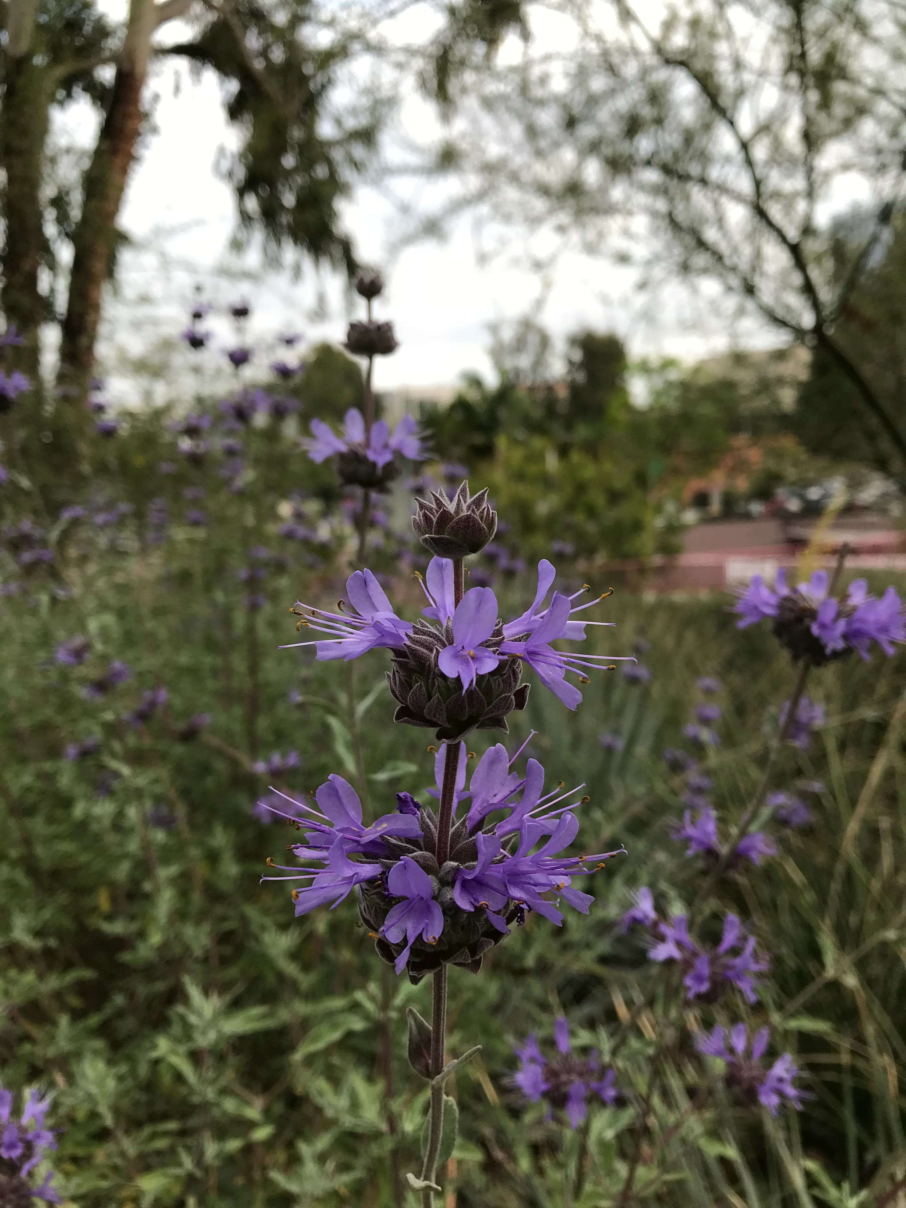 flowers3